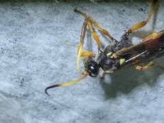 Ichneumon ambulatorius