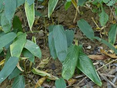 Stachyphrynium spicatum