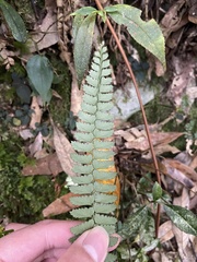 Polystichum hancockii