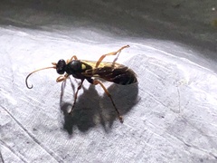 Ichneumon ambulatorius