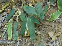 Stachyphrynium spicatum