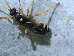 Ichneumon ambulatorius
