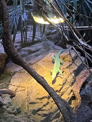 Varanus prasinus