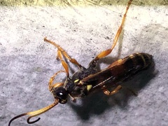 Ichneumon ambulatorius