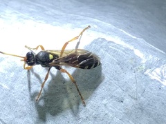 Ichneumon ambulatorius
