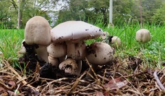 Agaricus