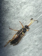 Ichneumon ambulatorius