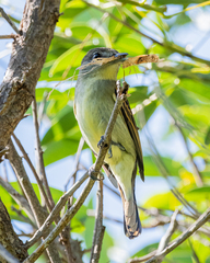 Pachyramphus polychopterus