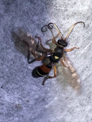 Ichneumon ambulatorius