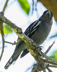 Pachyramphus polychopterus