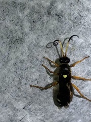 Ichneumon ambulatorius