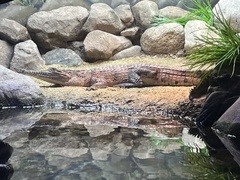 Crocodylia