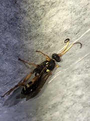 Ichneumon ambulatorius