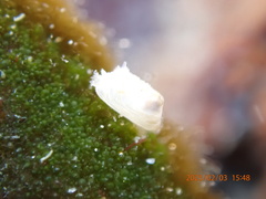 Hiatella arctica