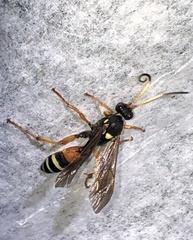 Ichneumon ambulatorius