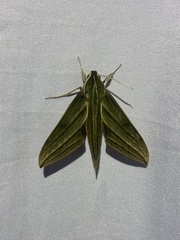 Xylophanes aristor