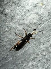 Ichneumon ambulatorius