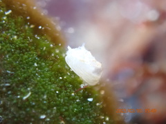 Hiatella arctica