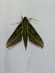 Xylophanes aristor
