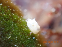 Hiatella arctica