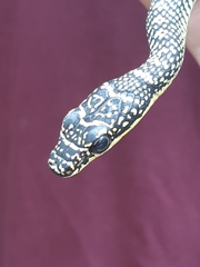 Chrysopelea paradisi