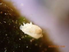 Hiatella arctica