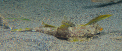 Dactylopus kuiteri