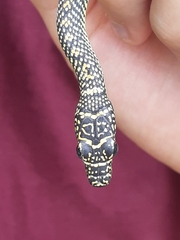 Chrysopelea paradisi