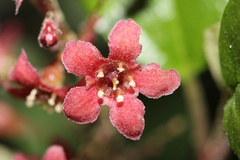 Ribes viburnifolium