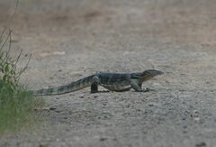 Varanus salvator bivittatus