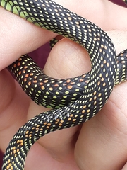 Chrysopelea paradisi