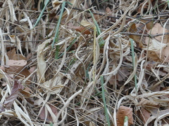 Stachyphrynium spicatum