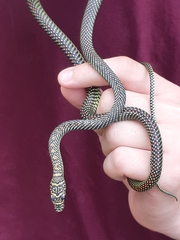 Chrysopelea paradisi