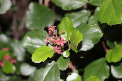 Ribes viburnifolium
