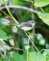 Serpophaga subcristata
