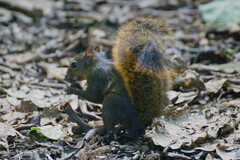 Sciurus granatensis