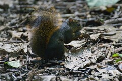 Sciurus granatensis