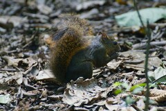 Sciurus granatensis