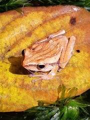 Polypedates leucomystax