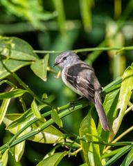 Serpophaga subcristata