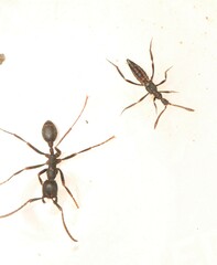 Ecitomorpha arachnoides