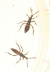 Ecitomorpha arachnoides