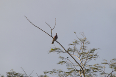 Patagioenas