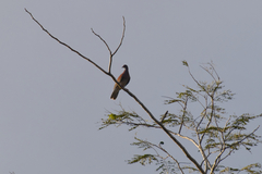 Patagioenas