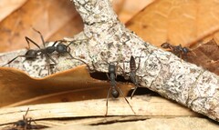 Ecitomorpha arachnoides
