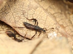 Ecitomorpha arachnoides