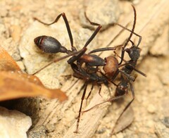 Ecitomorpha arachnoides