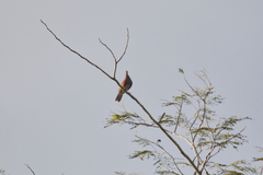 Patagioenas