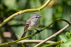 Serpophaga subcristata