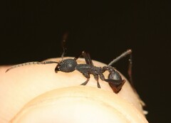 Eciton burchellii parvispinum